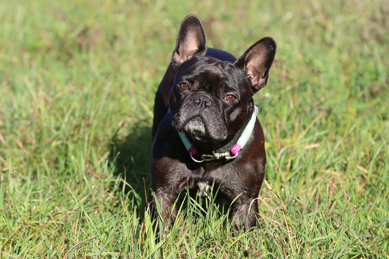 French Bulldog 
