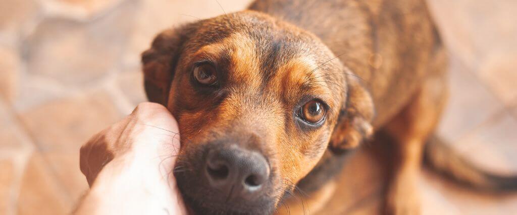 Why Does My Dog Have Diarrhea?