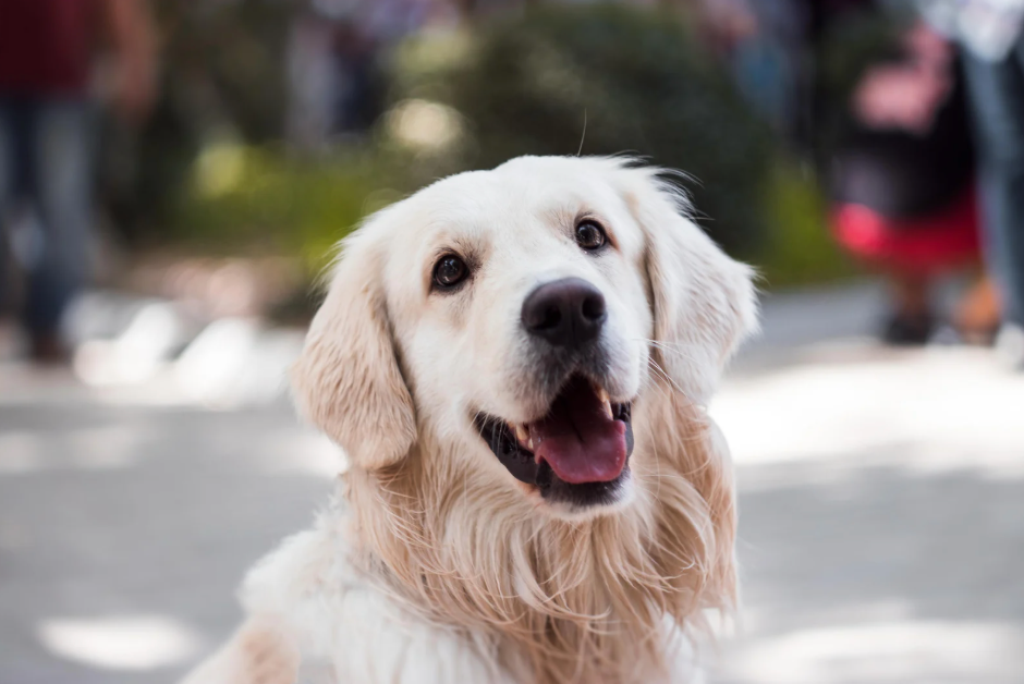 How Often Should Dogs and Cats Have Their Teeth Cleaned?