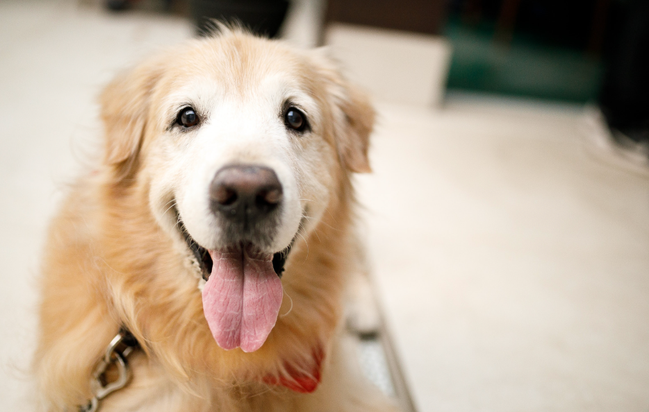 Senior Dog 