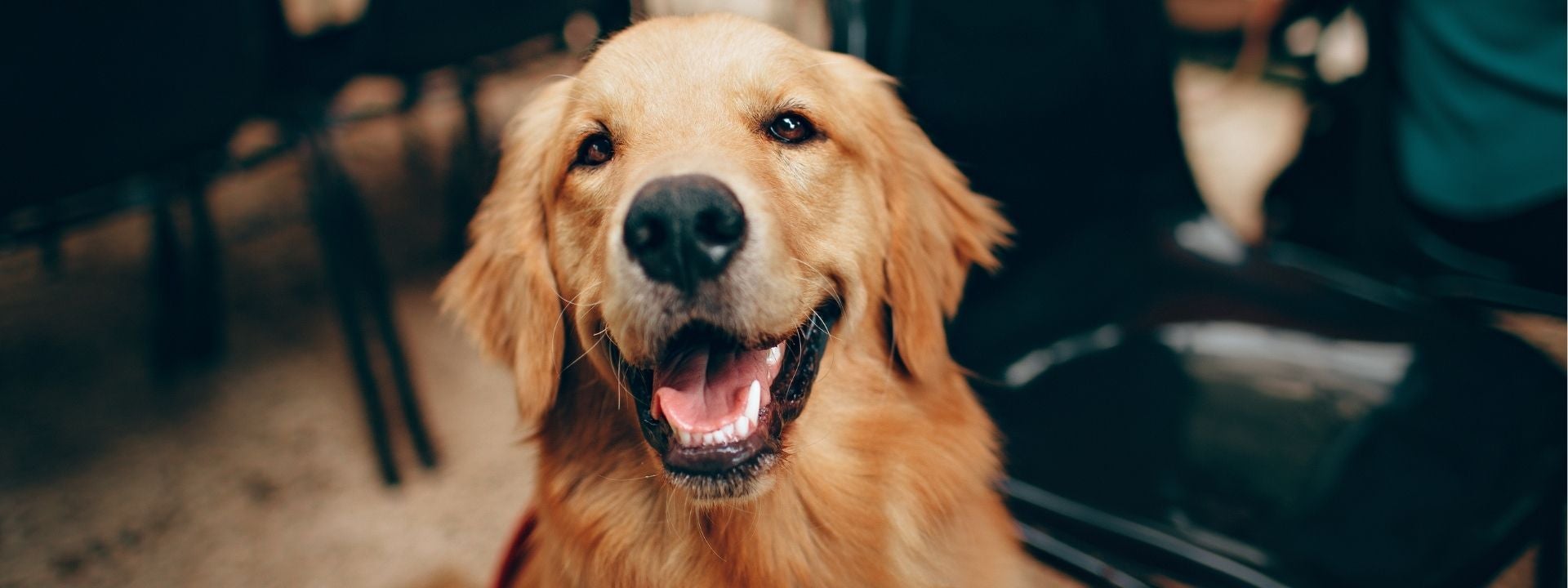 A Pet Owner’s Guide to Food Dangers in Your Home