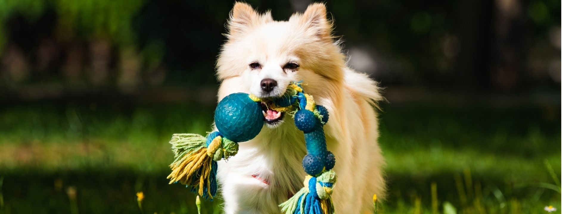 pom with toy