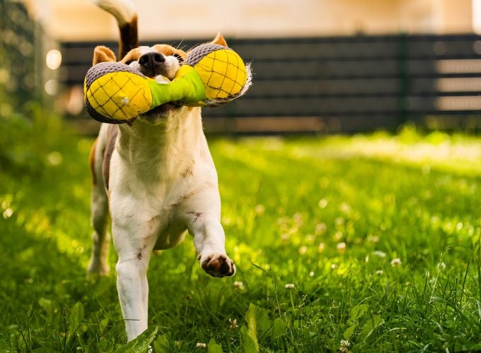 Curious Pets and Hidden Dangers: Protecting Your Pet from Swallowing Unsafe Objects