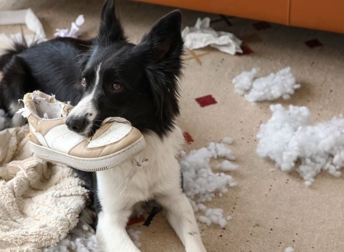 When Pets Get Into Trouble: A Practical Guide from Canyon View Cares Perry