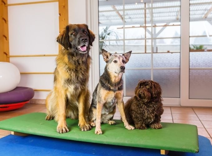 How to Protect Boarding Dogs From Kennel Cough in Perry