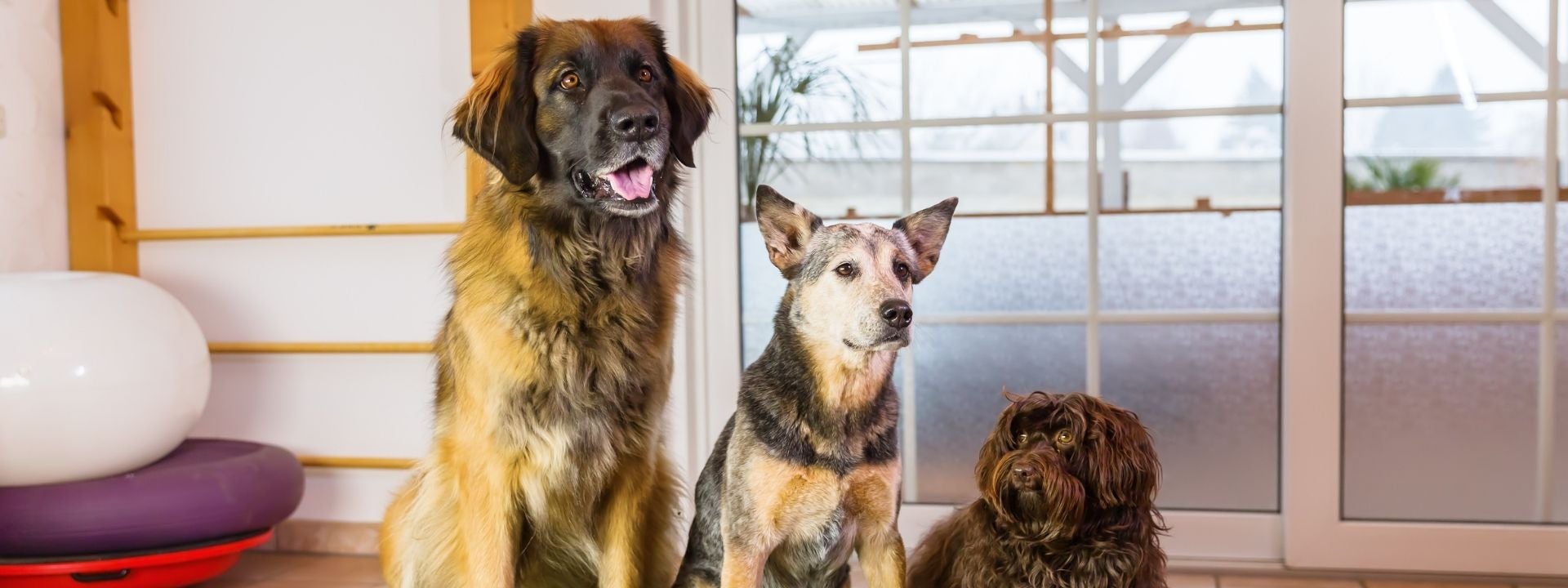 A large, medium, and small dog all brown and tan are playing on a green mat during boarding.