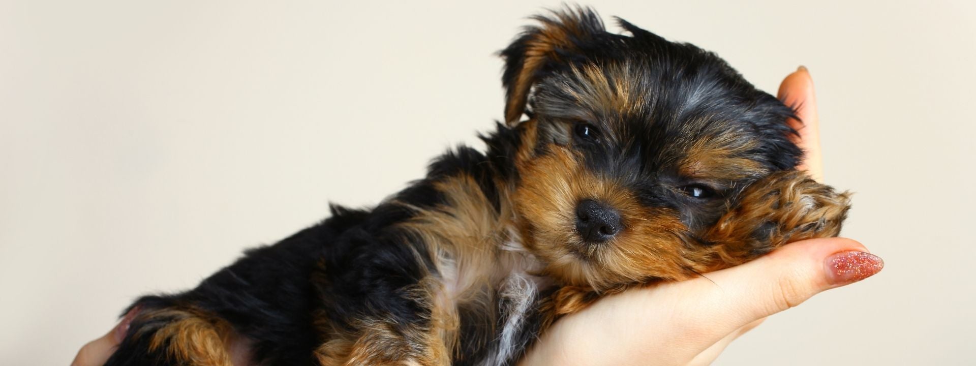 brown and black puppy laying in the hand of a woman with pink sparkle nails