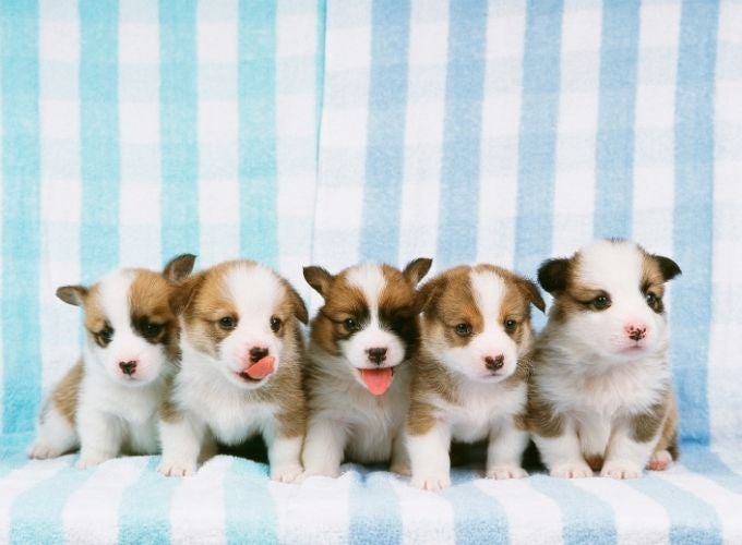 Puppy Alert: Understanding Canine Parvovirus