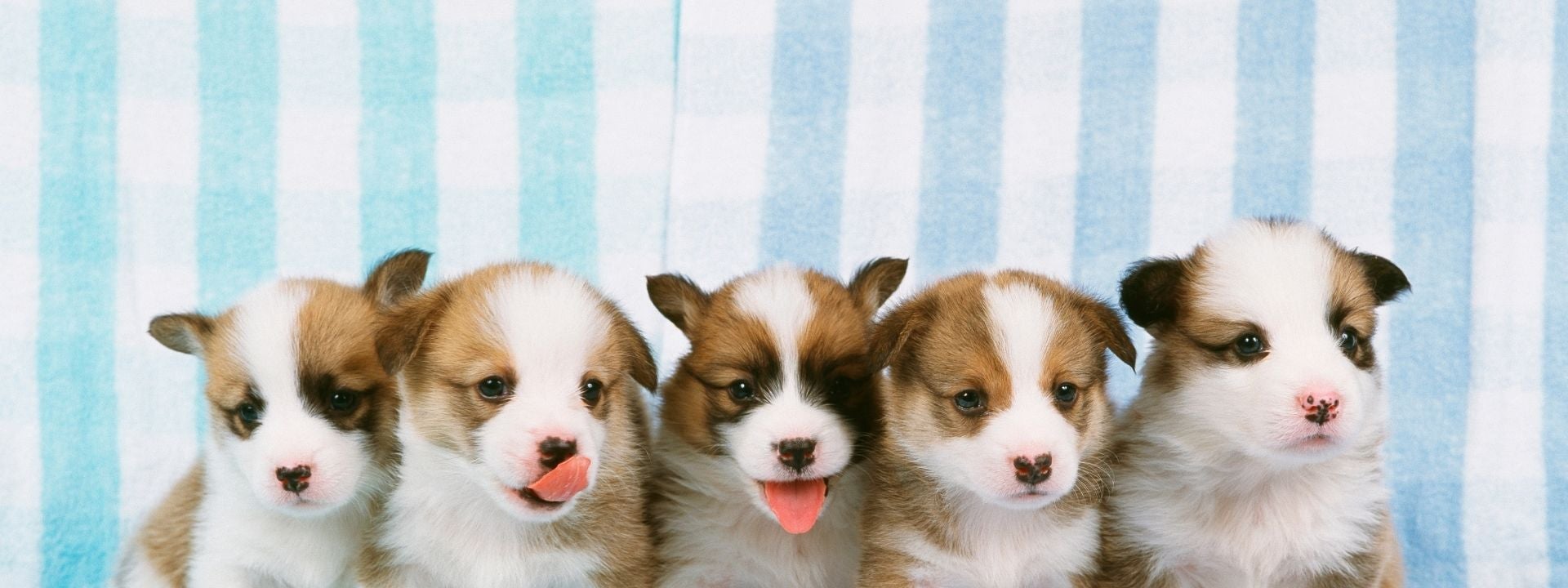 five puppies on a blue and white stripped towel