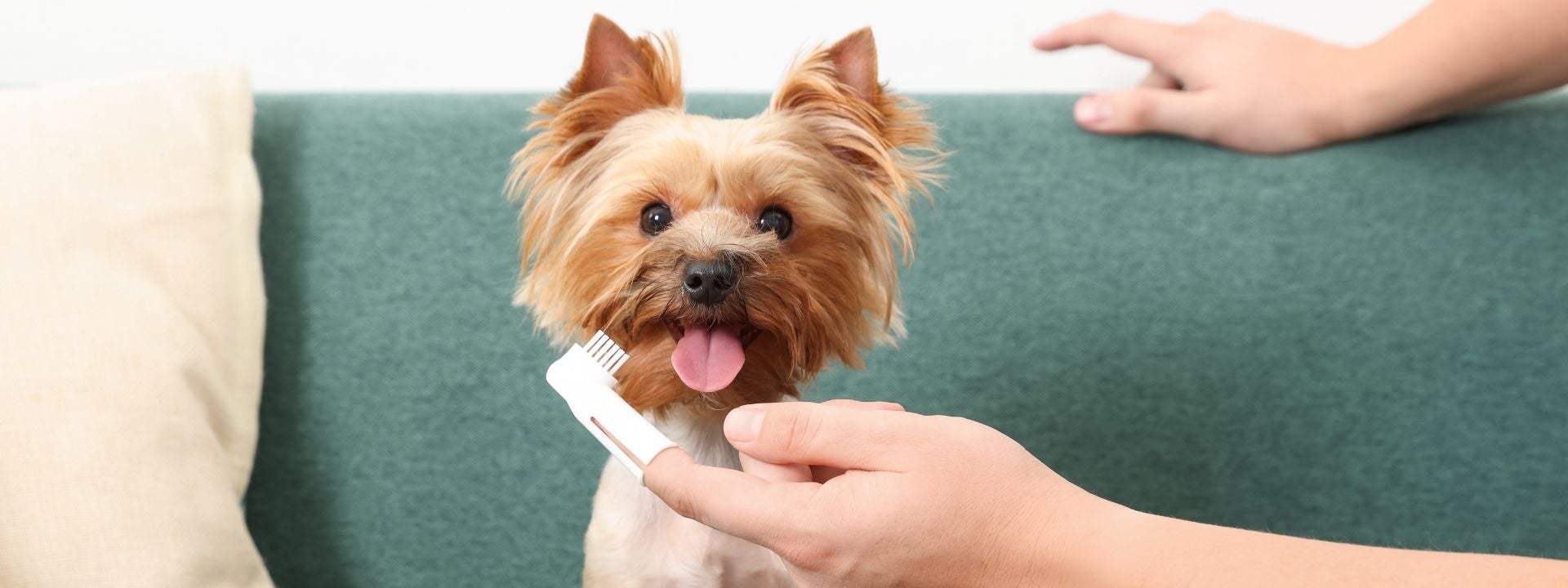 Dog teeth brushing