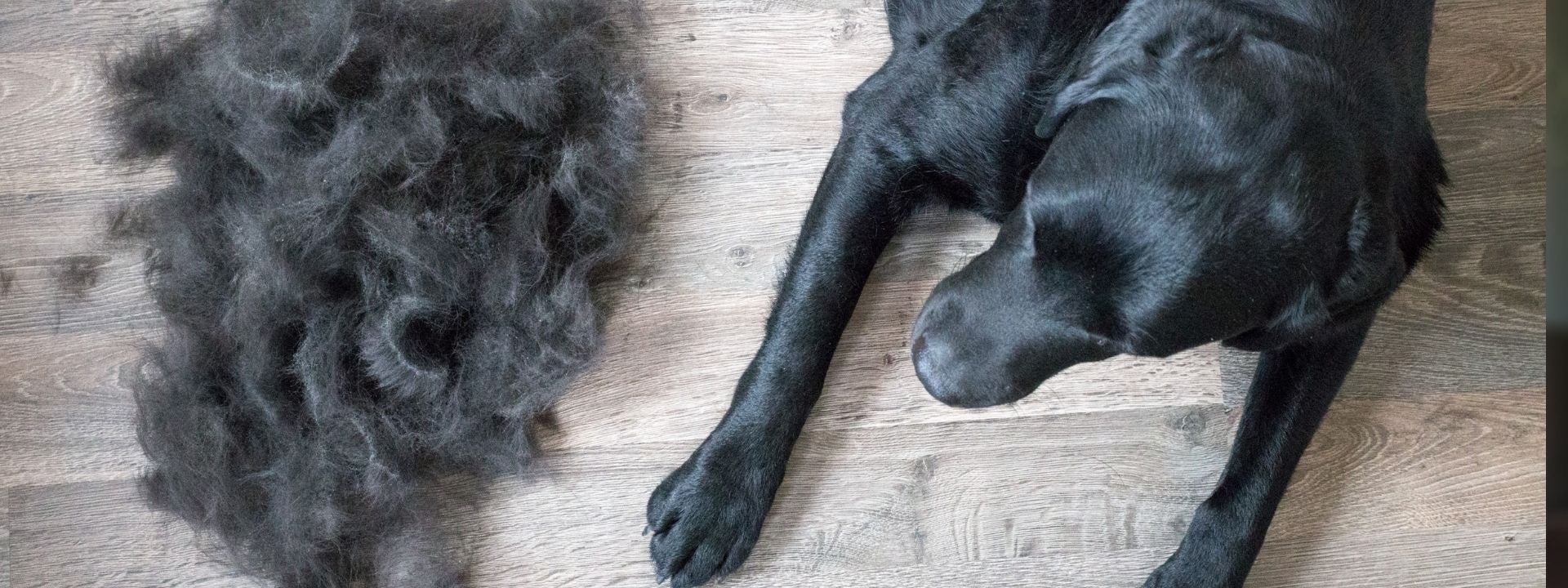 dog with hair 
