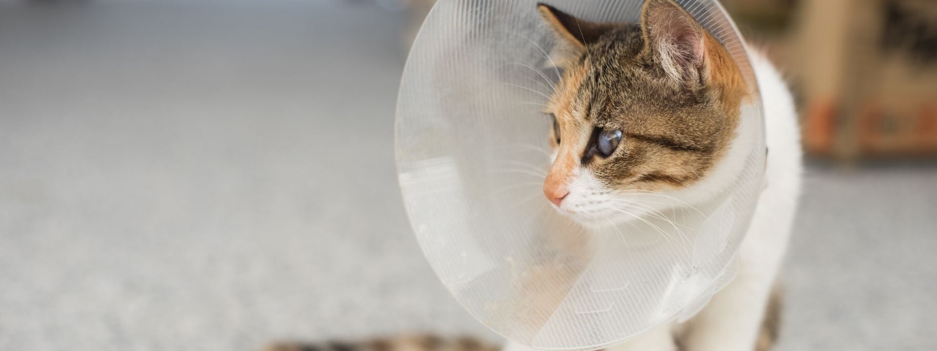 cat in cone 