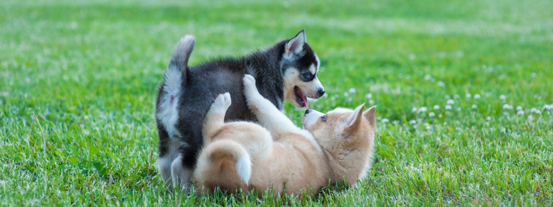 huskies playing 
