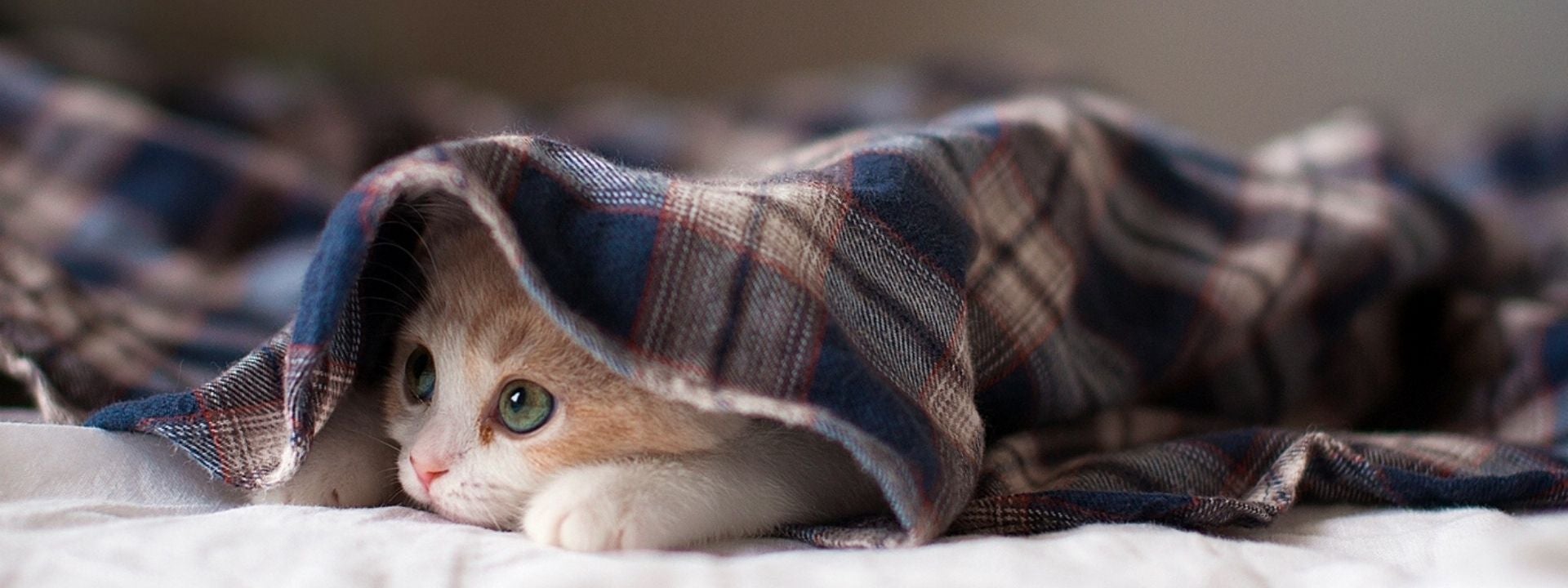 shy cat 