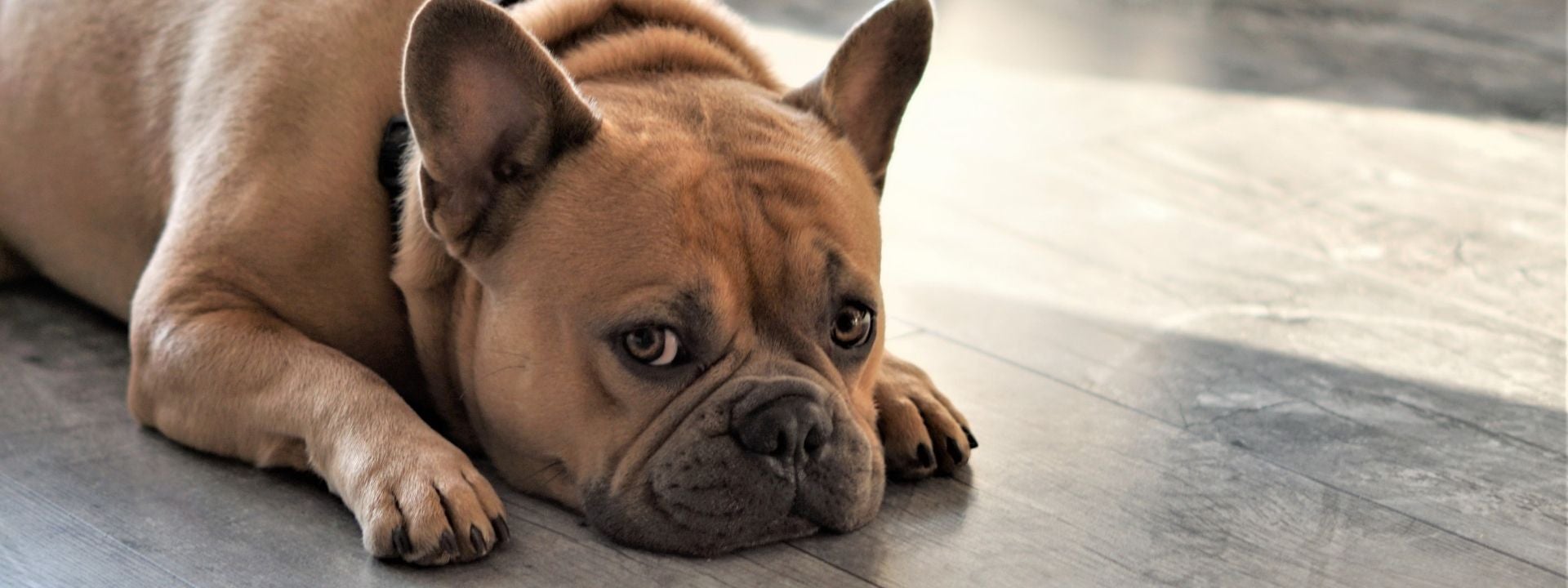 frenchie