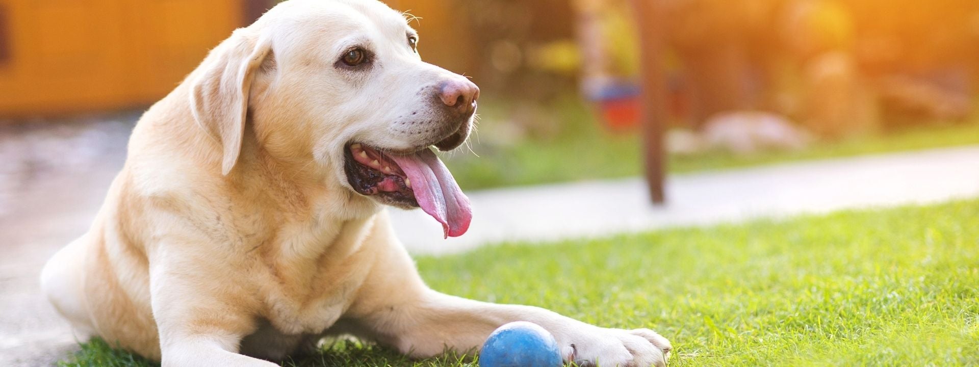 Dog outside 