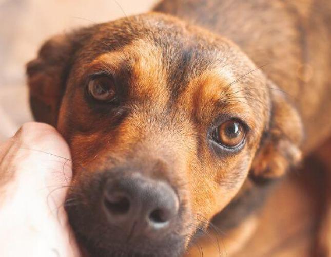 Why Does My Dog Have Diarrhea?