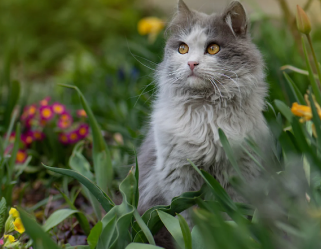 Is Your Garden Safe for Your Pets? What Every Pet Owner Should Know