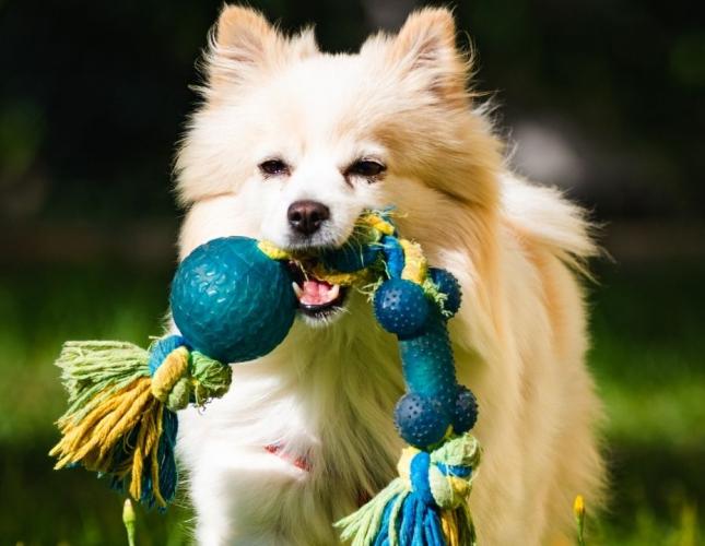 Avoid a Trip to the Vet — Signs Your Dog’s Chew Toy Isn’t Safe