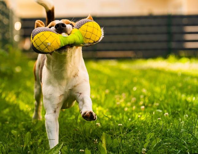 Curious Pets and Hidden Dangers: Protecting Your Pet from Swallowing Unsafe Objects