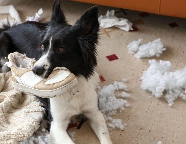 When Pets Get Into Trouble: A Practical Guide from Canyon View Cares Perry