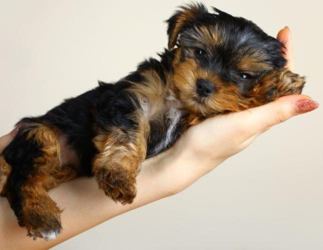 Puppy Vaccinations: A Smart Start for a Healthy Life