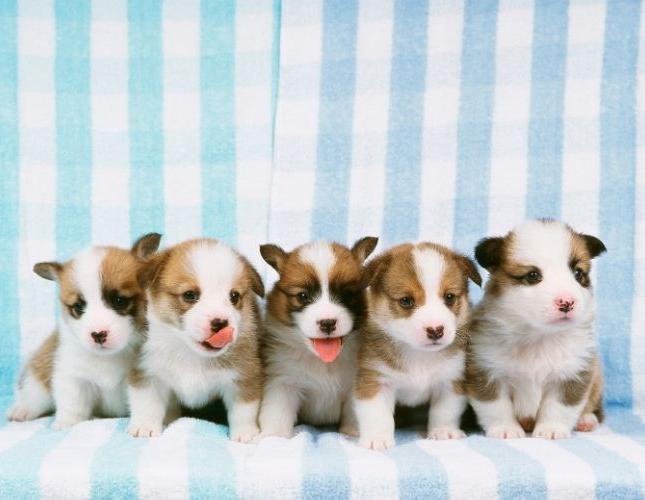 Puppy Alert: Understanding Canine Parvovirus