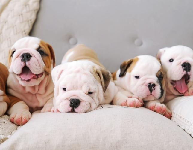 Why Parvo Cases Increase at Certain Times of Year