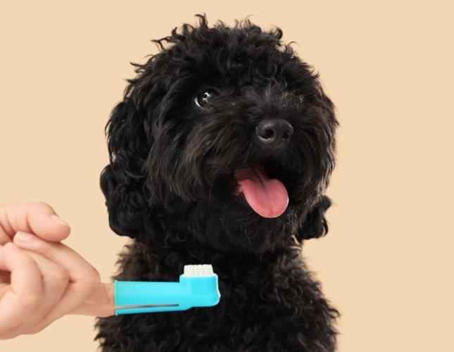 More Than Just Bad Breath: The Hidden Signs of Dental Disease