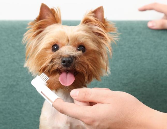 Healthy Teeth, Happier Pets