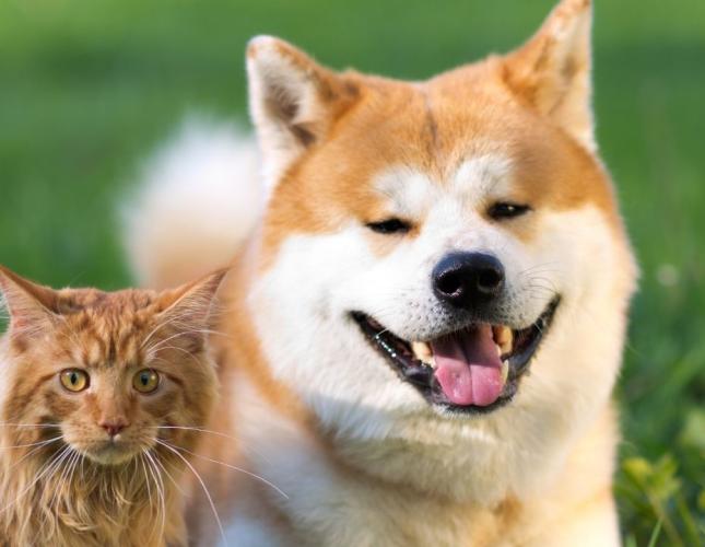 Why Some Pets Struggle With Allergies in Northern Utah