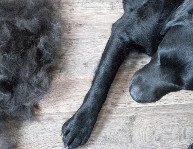 Shedding Season Solutions: Healthy Coat Tips for Pets in Perry