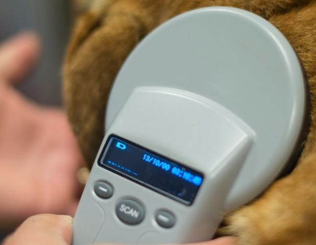 A Tiny Chip with a Powerful Purpose: What Happens During a Microchipping Appointment