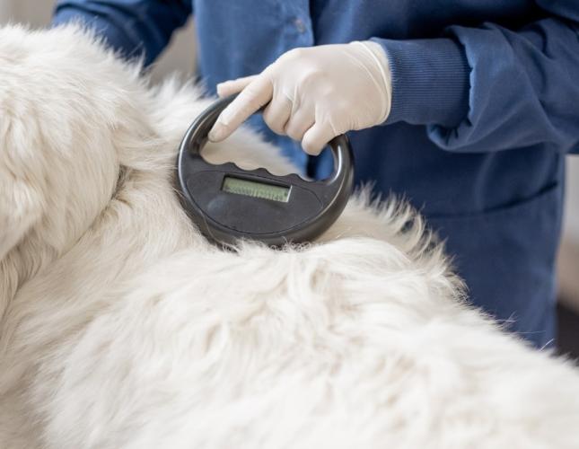 Always Traceable, Always Yours: When to Microchip Your Puppy or Kitten