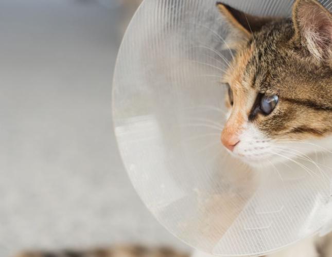Wandering Paws and Outdoor Dangers: How Spaying and Neutering Can Help Protect Your Pet
