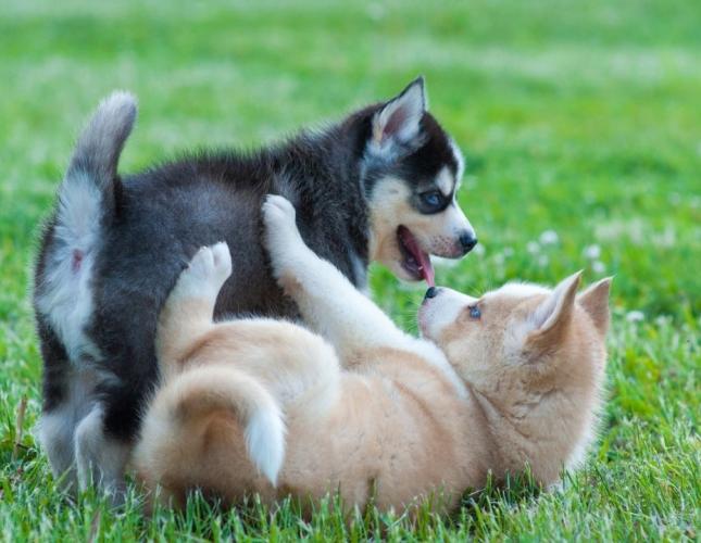 How Spaying and Neutering Can Help Protect Pets During Outdoor Activities
