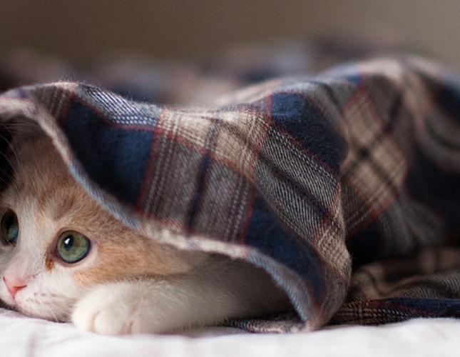 Is Your Pet Stressed? Understanding Anxiety in Dogs and Cats