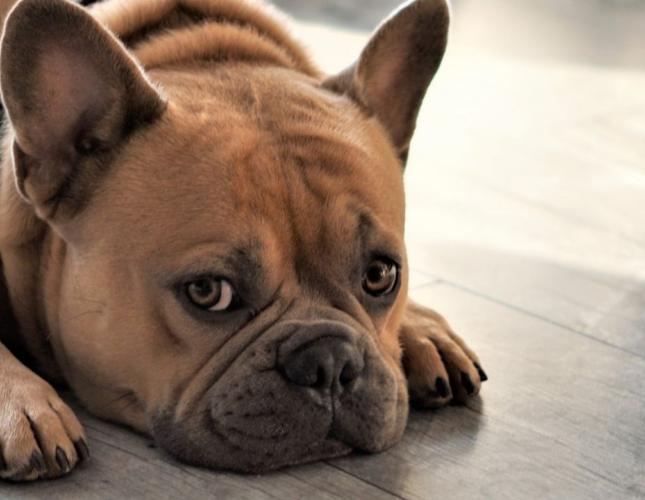 From Nervous to Nurtured: Helping Your Pet Overcome Anxiety at Home