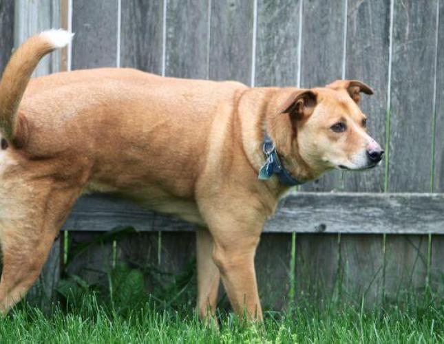 Bladder Stones in Dogs: Symptoms, Treatment, Removal, and Prevention