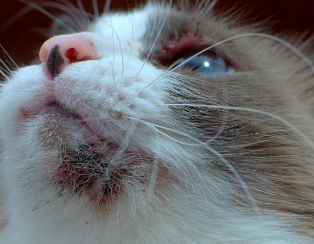 Why Does My Cat Have Chin Acne? Causes and Solutions for Feline Breakouts