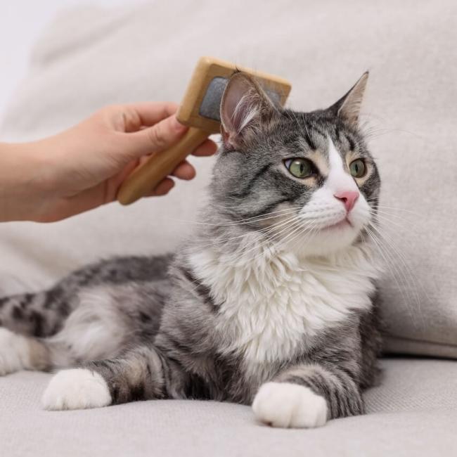 Canyon view cares grooming