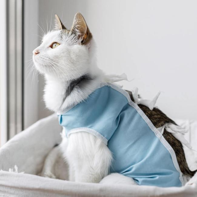 Canyon View Spay