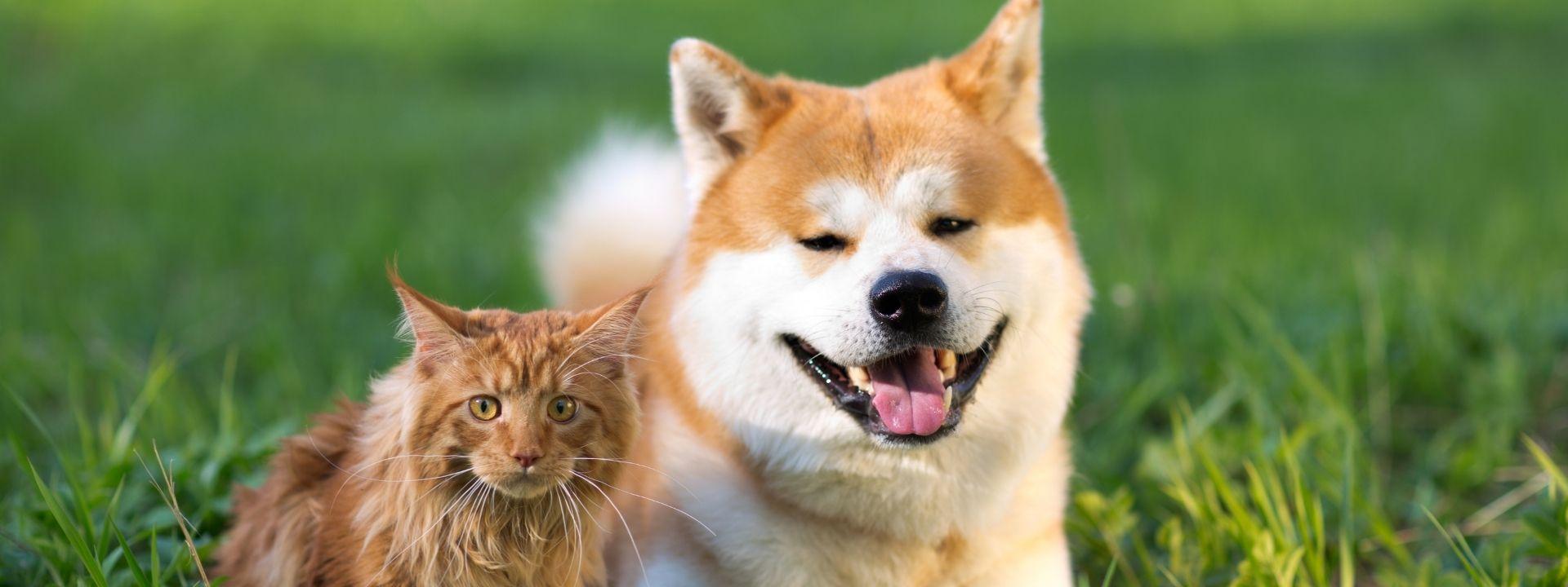 Dog and cat 
