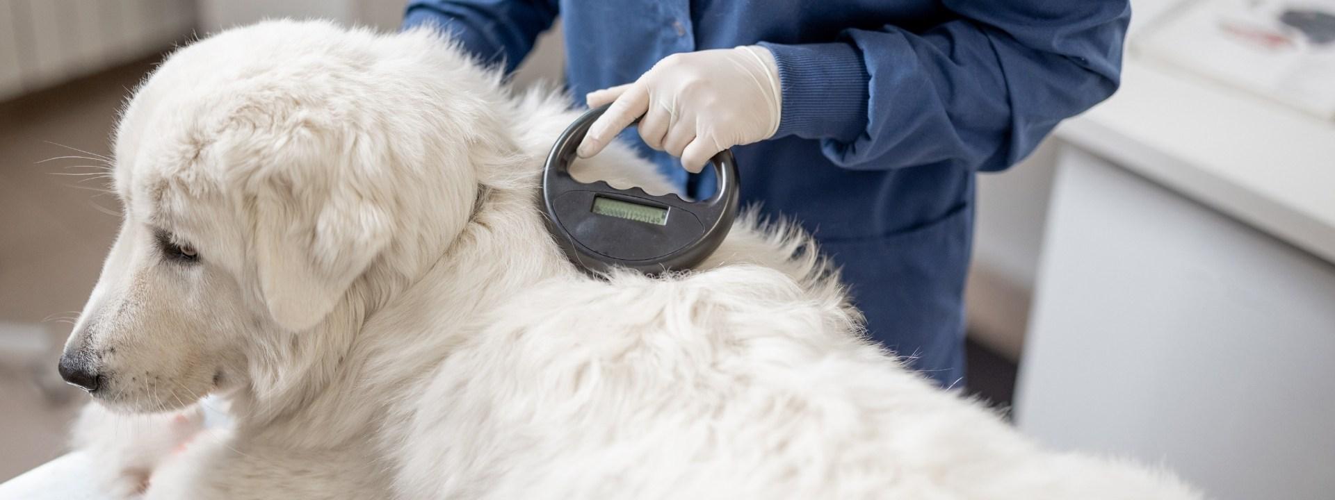 Dog microchip
