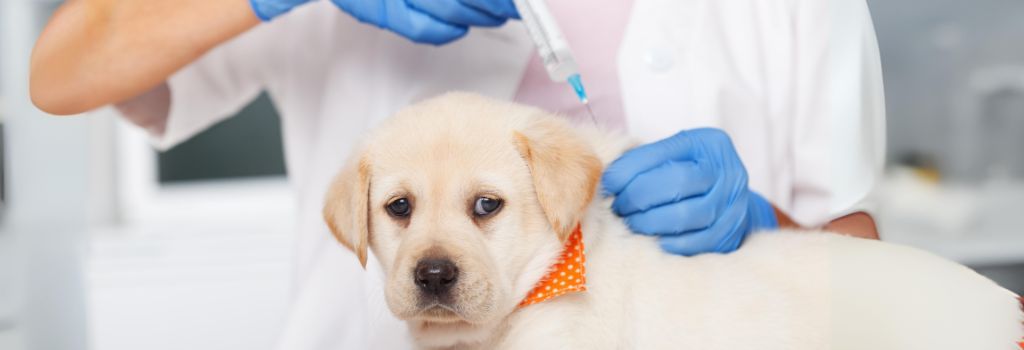 Labrador Puppy At Puppy Exam Getting Vaccines