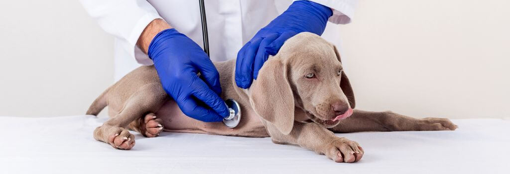 Weimaraner Puppy At Puppy Exam